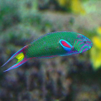 Halichoeres trispilus – Three Spot Wrasse - Ψάρια Θαλασσινού