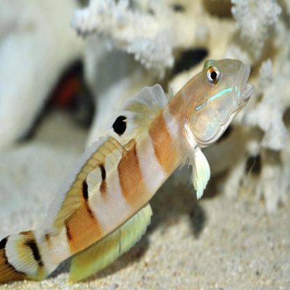 Valenciennea wardii – Ward’s sleeper - Ψάρια Θαλασσινού