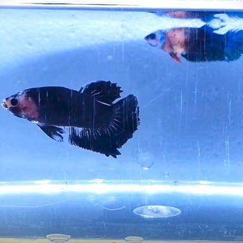 Betta splendens – Siamese Fighting Fish hmpk Avatar pair ACANTHICUS - Ψάρια Γλυκού
