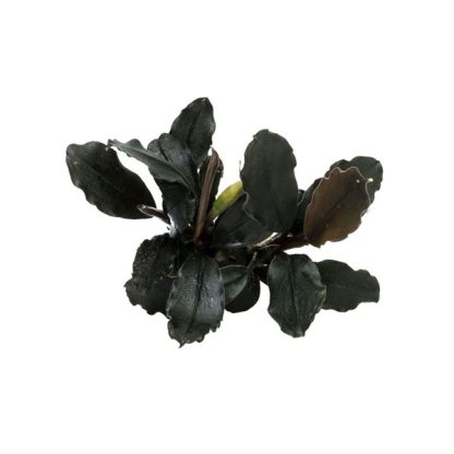 S.I Bucephalandra brownie Ghost Ulu Kapus - Φυτά για Ενυδρεία