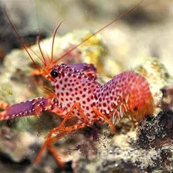 Enoplometopus daumi - Daum's reef lobster