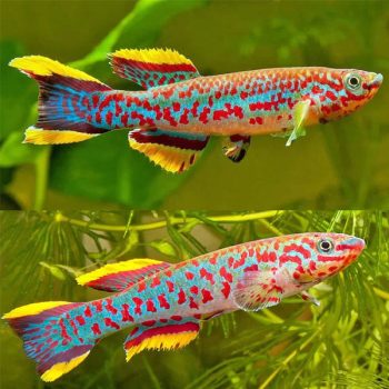 Fundulopanchax gardneri – Steel-blue Killifish - Ψάρια Γλυκού