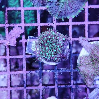 Pachyclavularia – Star Polyps G25 - Frags