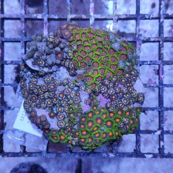 Zoanthus M12 (46822)