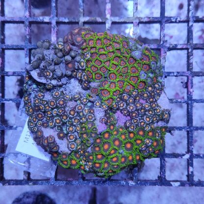 Zoanthus M12 (46822)