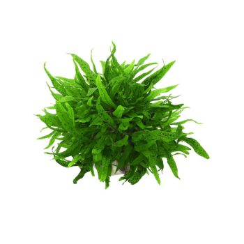 S.I Microsorum pteropus Green Gnome - Φυτά για Ενυδρεία