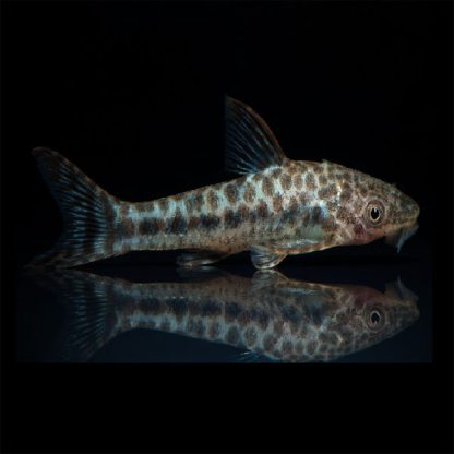 Otocinclus arnoldi - Arnold's Sucking Catfish M