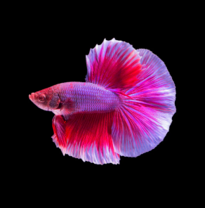 Betta splendens - Siamese Fighting Fish Halfmoon Fancy Long Red Purple 3.5-4 cm