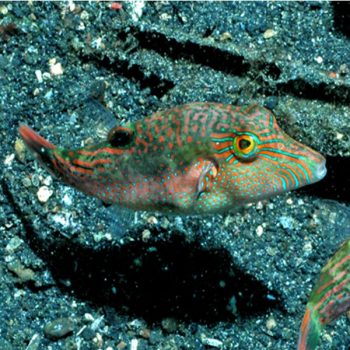 Canthigaster bennettii - Bennett's toby