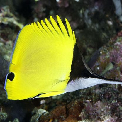 Forcipiger longirostris -Longnose butterflyfish  M