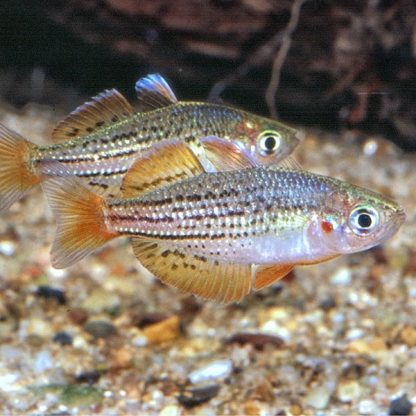 Melanotaenia maccullochi – Dwarf Rainbowfish - Ψάρια Γλυκού