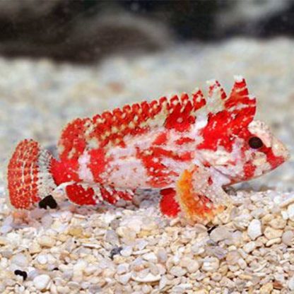 Paracentropogon zonatus -Bandtail waspfish - Ψάρια Θαλασσινού