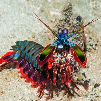 Odontodactylus scyllarus -Peacock mantis shrimp L