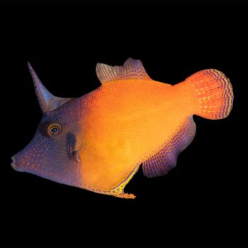 Pervagor melanocephalus-Redtail filefish