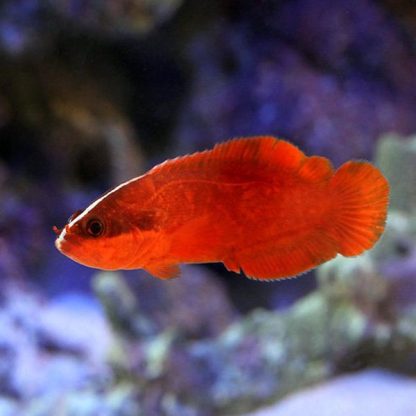 Suttonia suttoni - Red Podge Soapfish