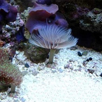 Dolabella auricularia -Wedge sea hare M - Ασπόνδυλα Θαλασσινού