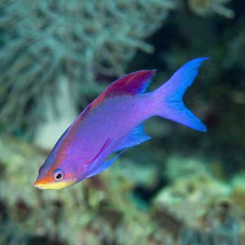 Pseudanthias tuka- Purple Queen Anthias (Male)