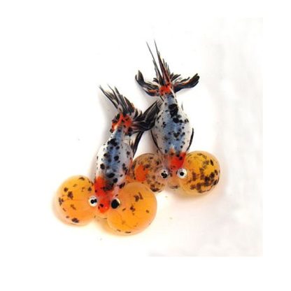 Carassius auratus – Calico Celestial Eye Goldfish 7cm - Ψάρια Γλυκού
