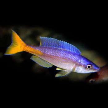 Cyprichromis leptosoma “Utinta”- Red Tail Sar... - Ψάρια Γλυκού