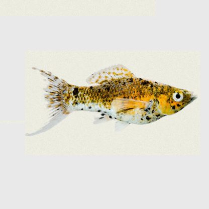 Poecilia sphenops- Golden Marble Lyretail Molly - Ψάρια Γλυκού