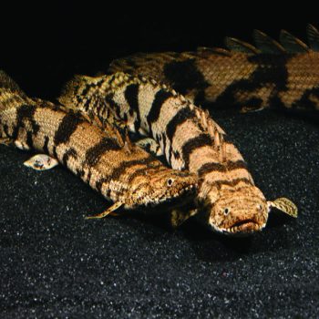 Polypterus endlicheri – Saddled Bichir 12cm - Ψάρια Γλυκού