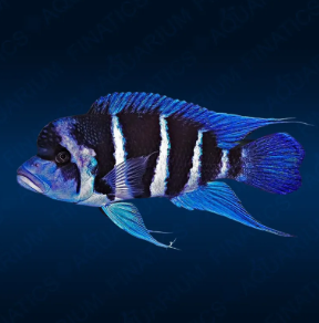 Cyphotilapia frontosa - Blue Moba Cichlid 3cm