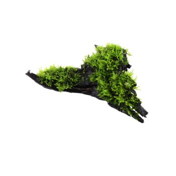 Tropica Vesicularia montagnei 'Christmas' On Wood