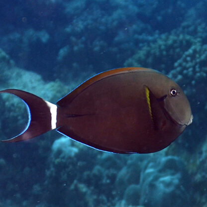 Acanthurus nigricauda M- Epaulette Surgeonfish