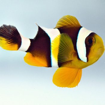 Amphiprion chrysogaster M - Mauritian Anemonefish