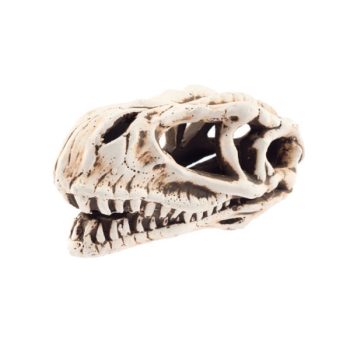 Aqua Nova Dinosaur Skull 14x7x7 cm - Τεχνητά Διακοσμητικά