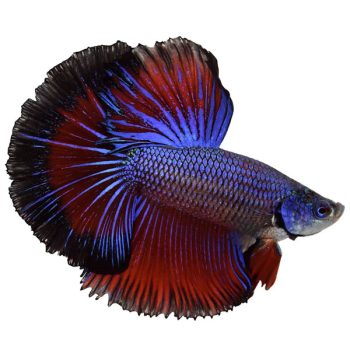 Betta splendens – Siamese Fighting Halfmoon male 3.5-4 cm - Ψάρια Γλυκού