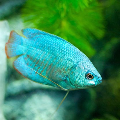 Colisa lalia – Blood Red Gourami Female - Ψάρια Γλυκού