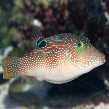 Canthigaster margaritata - Pearl Toby
