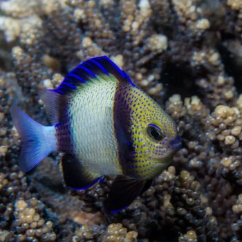 Dascyllus carneus-Blue-Spotted Dascyllus S
