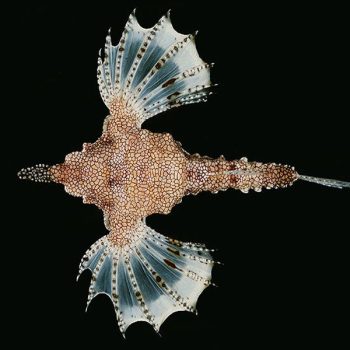Eurypegasus draconis - Little dragonfish M