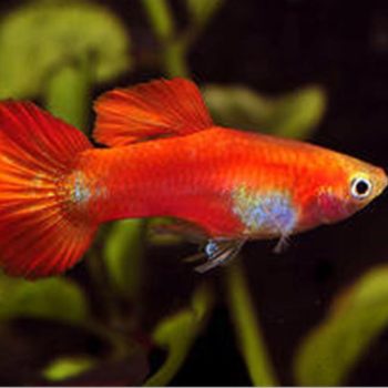 Poecilia reticulata- Red Ivory Guppy Male 3cm