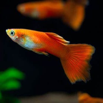 Poecilia reticulata - Guppy Moscow Red Male 3.5-4 cm