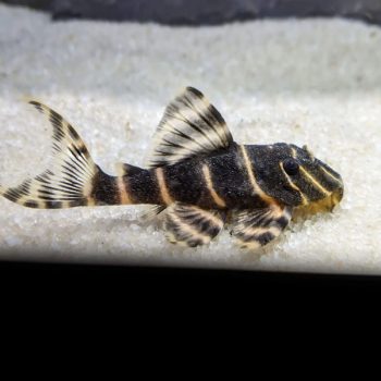 Panaqolus albivermis L204 -  Emperor Pleco L
