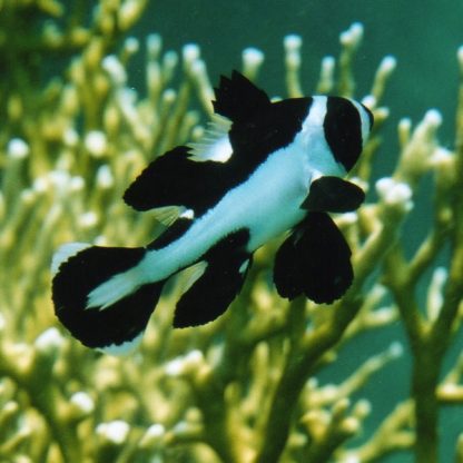 Macolor niger – Black Beauty M - Ψάρια Θαλασσινού