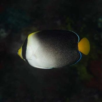 Chaetodontoplus mesoleucus - Vermiculated Angelfish M