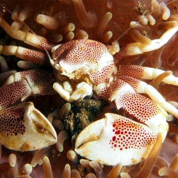 Neopetrolisthes maculatus - Red spotted anemone crab