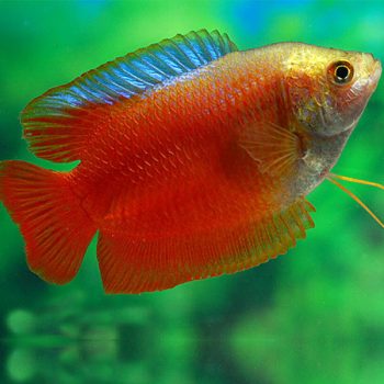 Colisa lalia – Red Dwarf Gourami 3.5-4.5 cm - Ψάρια Γλυκού