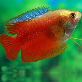 Colisa lalia - Red Dwarf Gourami 3.5-4.5 cm