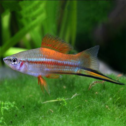 Xiphophorus helleri - Swordtail Neon S/M