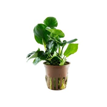 Tropica Anubias Barteri ‘Coin Leaf’ Potted - Φυτά για Ενυδρεία