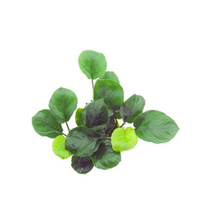 Tropica Anubias Barteri ‘Coin Leaf’ Potted - Φυτά για Ενυδρεία