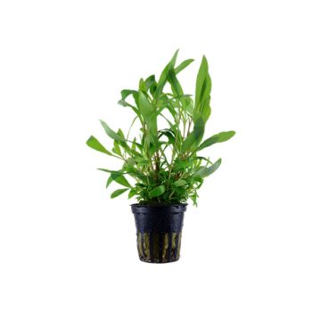 Tropica Hygrophila corymbosa siamensis 53B potted - Φυτά για Ενυδρεία