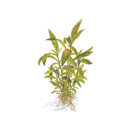 Tropica Hygrophila corymbosa siamensis 53B potted - Φυτά για Ενυδρεία
