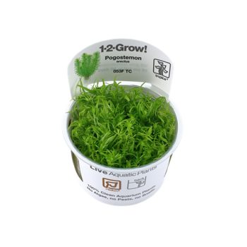 Tropica  Pogostemon deccanensis 1-2-Grow! - Φυτά για Ενυδρεία