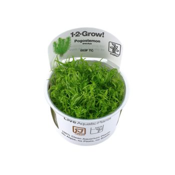 Tropica Pogostemon erectus 1-2-Grow! - Φυτά για Ενυδρεία